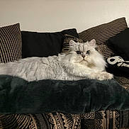 Loki joined the competition — help win amazing prizes! cat, fluffy, white_cat, green_eyes, pillow, couch, cushions, patterned, indoor, pet, relaxed, feline, cozy, fur, sitting, home, comfortable, domestic, animal, portrait