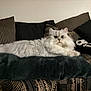 cat, fluffy, white_cat, green_eyes, pillow, couch, cushions, patterned, indoor, pet, relaxed, feline, cozy, fur, sitting, home, comfortable, domestic, animal, portrait