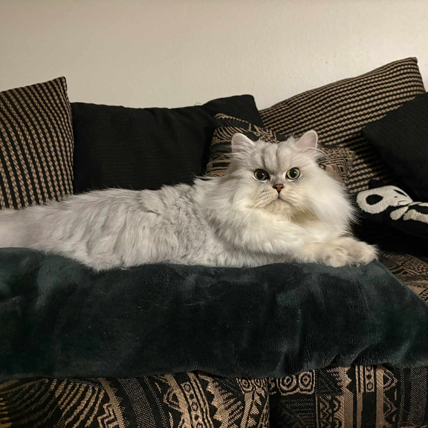 Loki joined the competition — help win amazing prizes! animal, cat, comfortable, couch, cozy, cushions, domestic, feline, fluffy, fur, green_eyes, home, indoor, patterned, pet, pillow, portrait, relaxed, sitting, white_cat