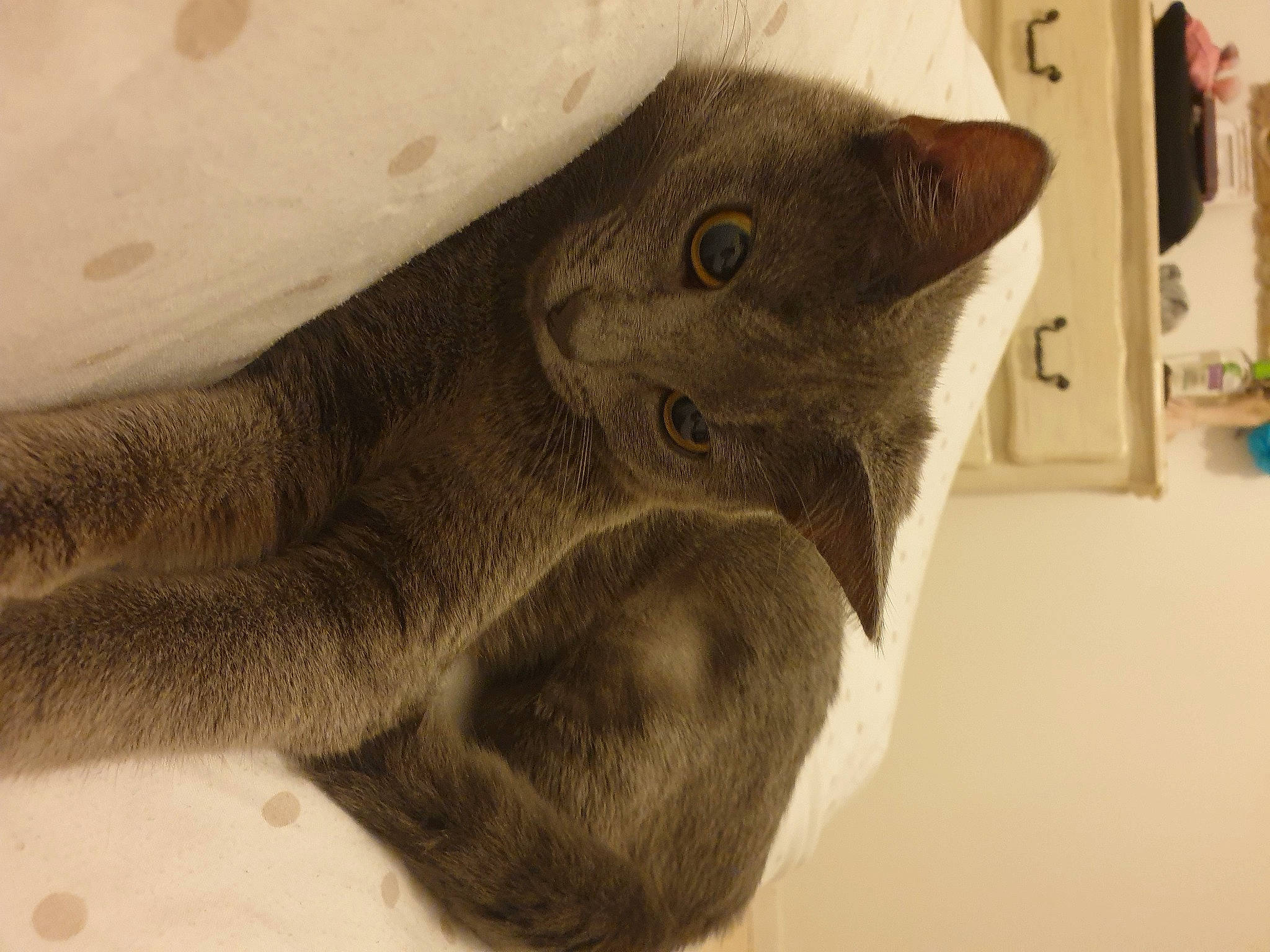 Nala participe au concours pour gagner de l'argent avec cette photo : art, carnivore, cat, chartreux, drawing, felidae, fur, korat, russian_blue, small_to_medium_sized_cats, snout