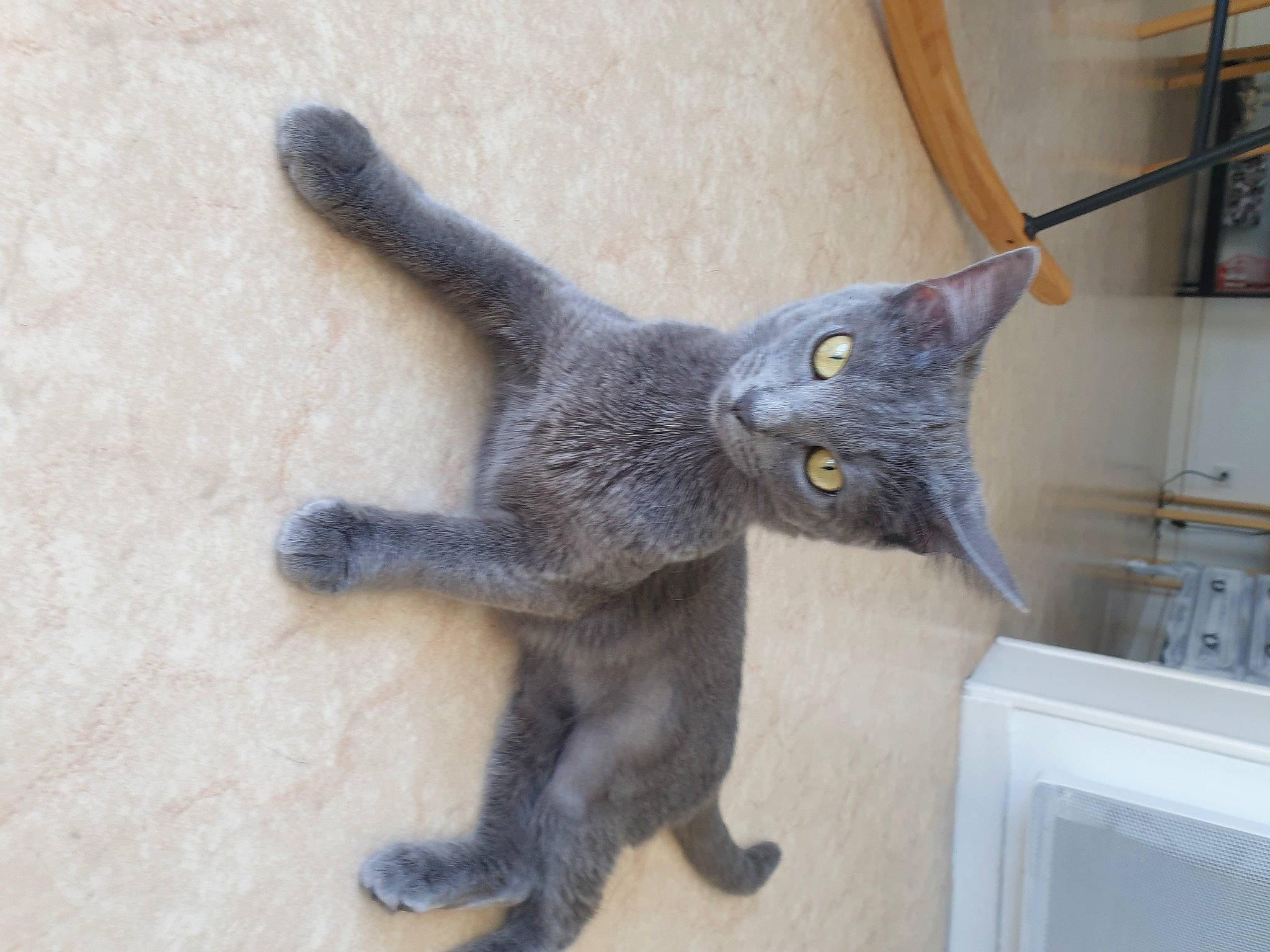 Nala participe au concours pour gagner de l'argent avec cette photo : british_shorthair, carnivore, cat, chartreux, domestic_short_haired_cat, felidae, korat, nebelung, russian_blue, small_to_medium_sized_cats, tail, whiskers