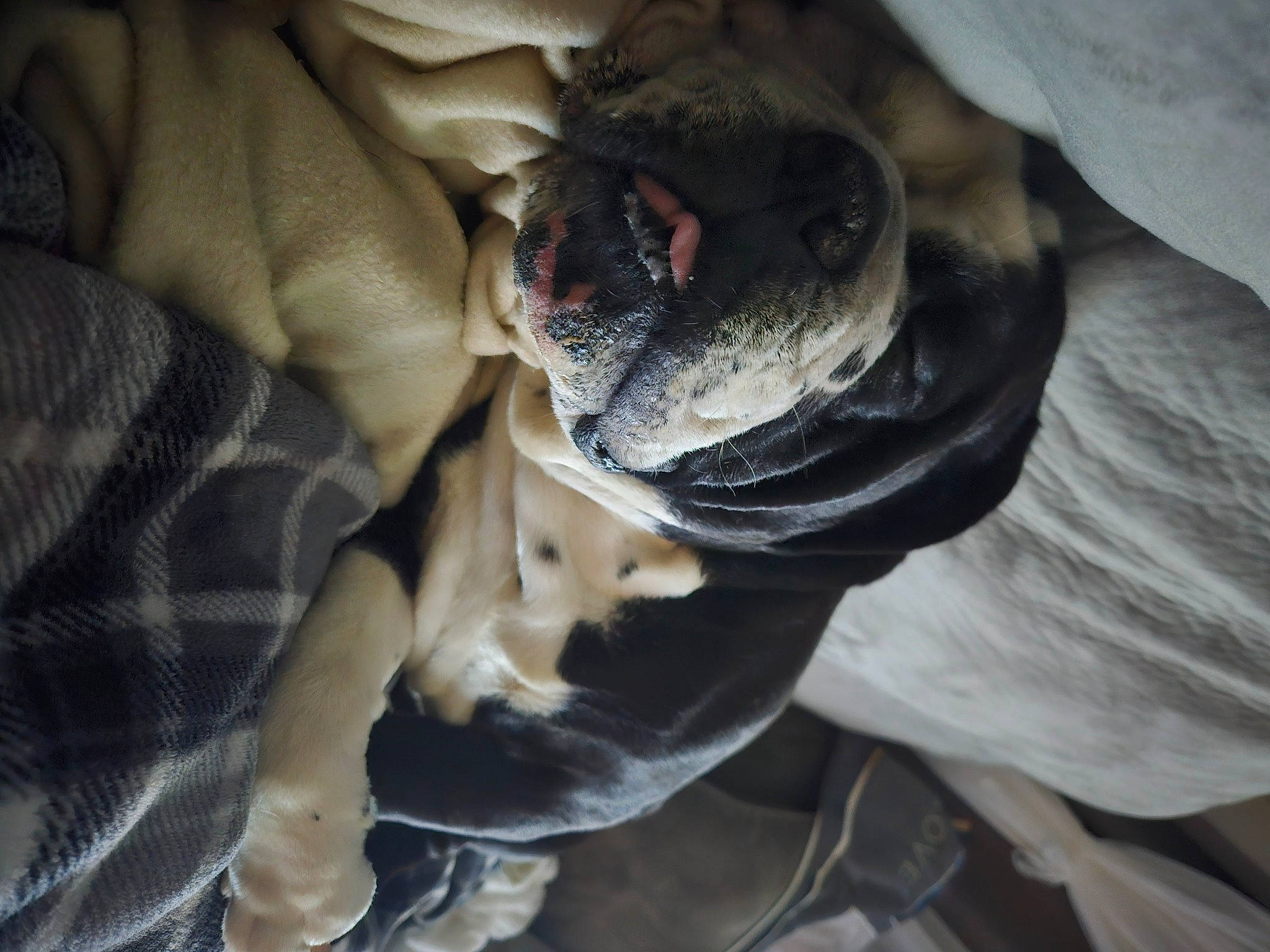 Trypp joined the competition — help win amazing prizes! canidae, carnivore, comfort, companion_dog, dog, dog_breed, fawn, fur, linens, non_sporting_group, petal, plant, puppy, snout, sporting_group, terrestrial_animal, toy_dog, tree, whiskers, wrinkle