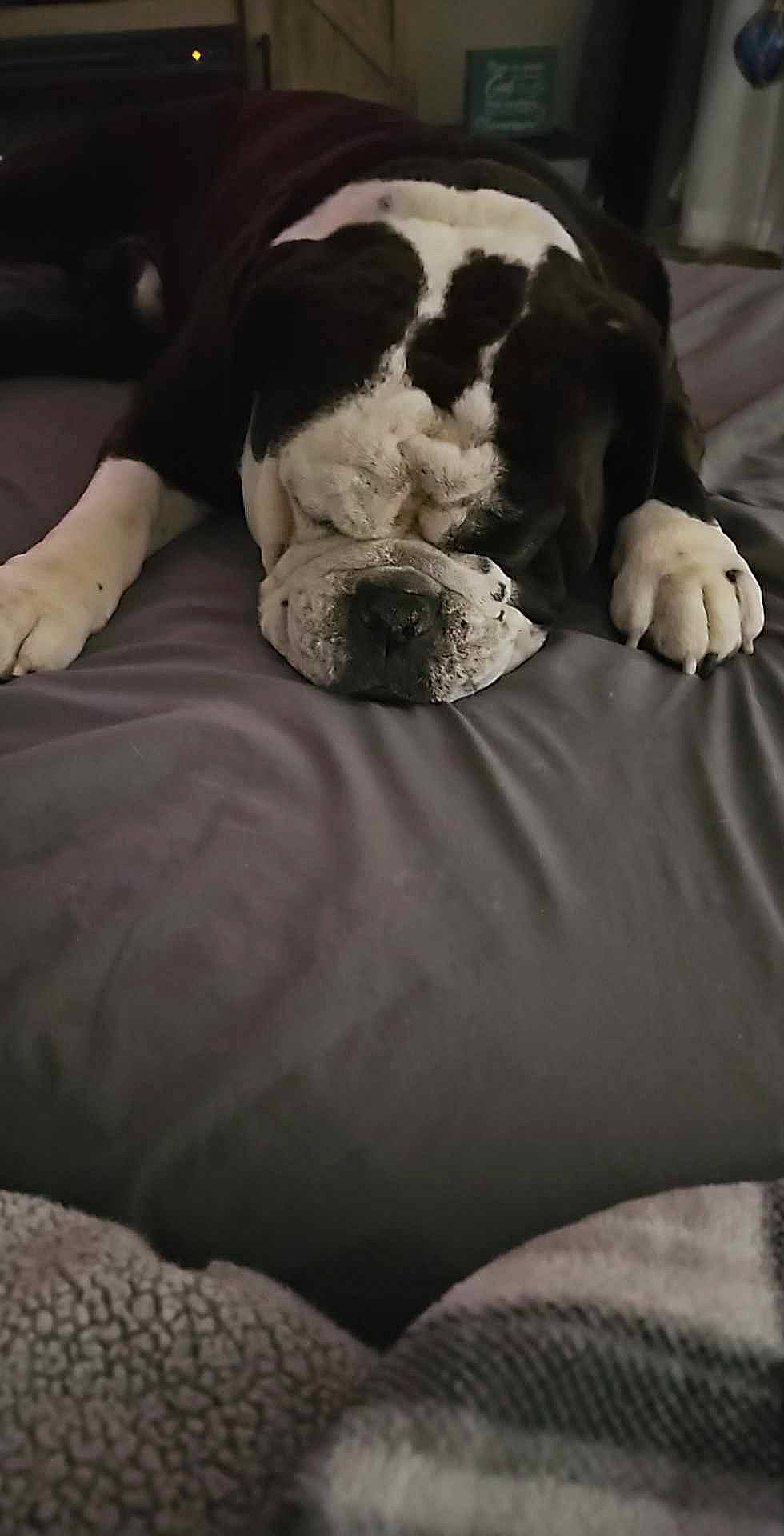 Trypp joined the competition — help win amazing prizes! bed, bedding, black, canidae, carnivore, comfort, companion_dog, dog, dog_breed, duvet, fur, grey, human_leg, linens, monochrome_photography, nap, sporting_group, tints_and_shades, white, working_animal