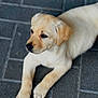 puppy, dog, golden_retriever, animal, pet, young, fur, cute, lying_down, pavement, outdoor, close_up, portrait, mammal, canine, friendly, adorable, soft, waiting, calm