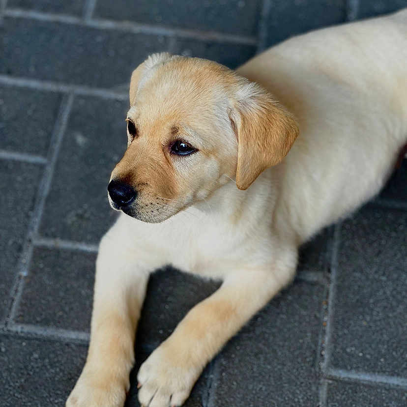 Aika participe au concours pour gagner de l'argent avec cette photo : adorable, animal, calm, canine, close_up, cute, dog, friendly, fur, golden_retriever, lying_down, mammal, outdoor, pavement, pet, portrait, puppy, soft, waiting, young