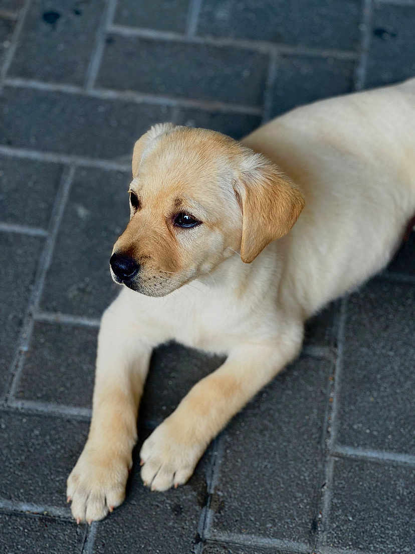 Aika participe au concours pour gagner de l'argent avec cette photo : puppy, dog, golden_retriever, animal, pet, young, fur, cute, lying_down, pavement, outdoor, close_up, portrait, mammal, canine, friendly, adorable, soft, waiting, calm