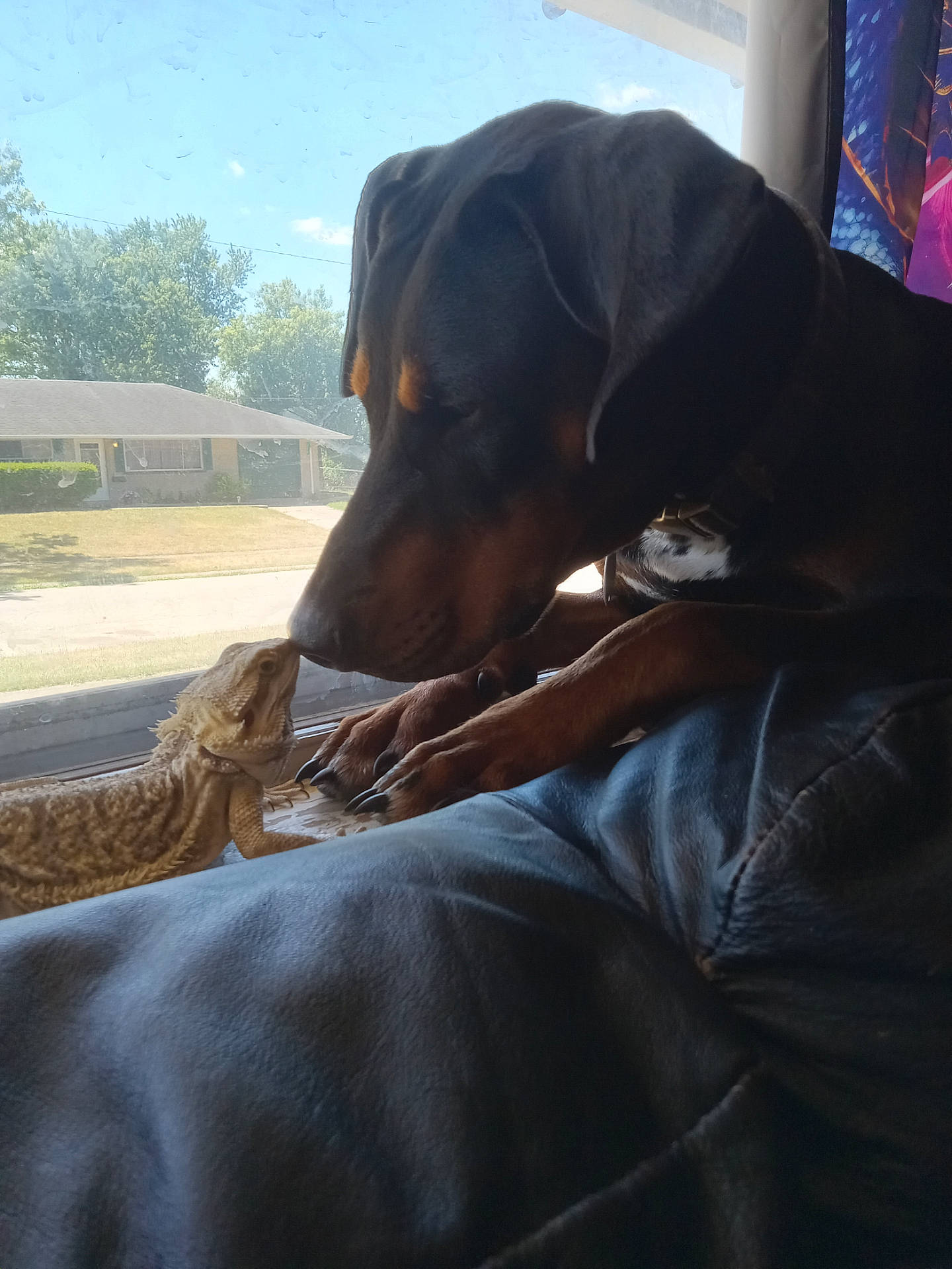 Leia is registered to the contest to win money with this photo: animal, beagle, blanket, bodypart, canine, chair, couch, cushion, dog, finger, furniture, hand, homedecor, hound, labradorretriever, linen, person, pet, pointer, puppy