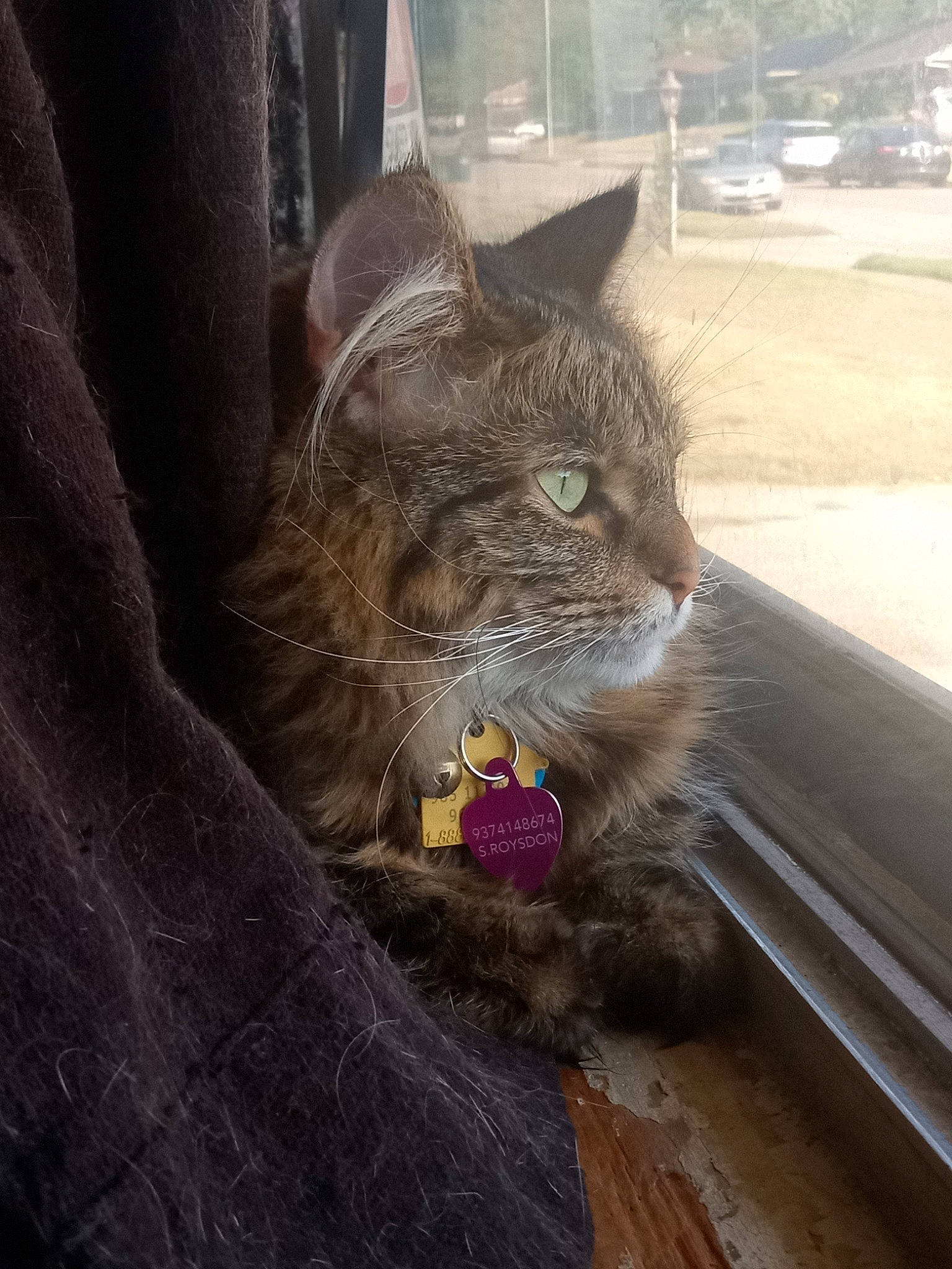 Ziggy is registered to the contest to win money with this photo: car, carnivore, cat, claw, domestic_short_haired_cat, eye, felidae, fur, grass, paw, road_surface, sitting, small_to_medium_sized_cats, snout, tail, terrestrial_animal, tree, whiskers, window, wood