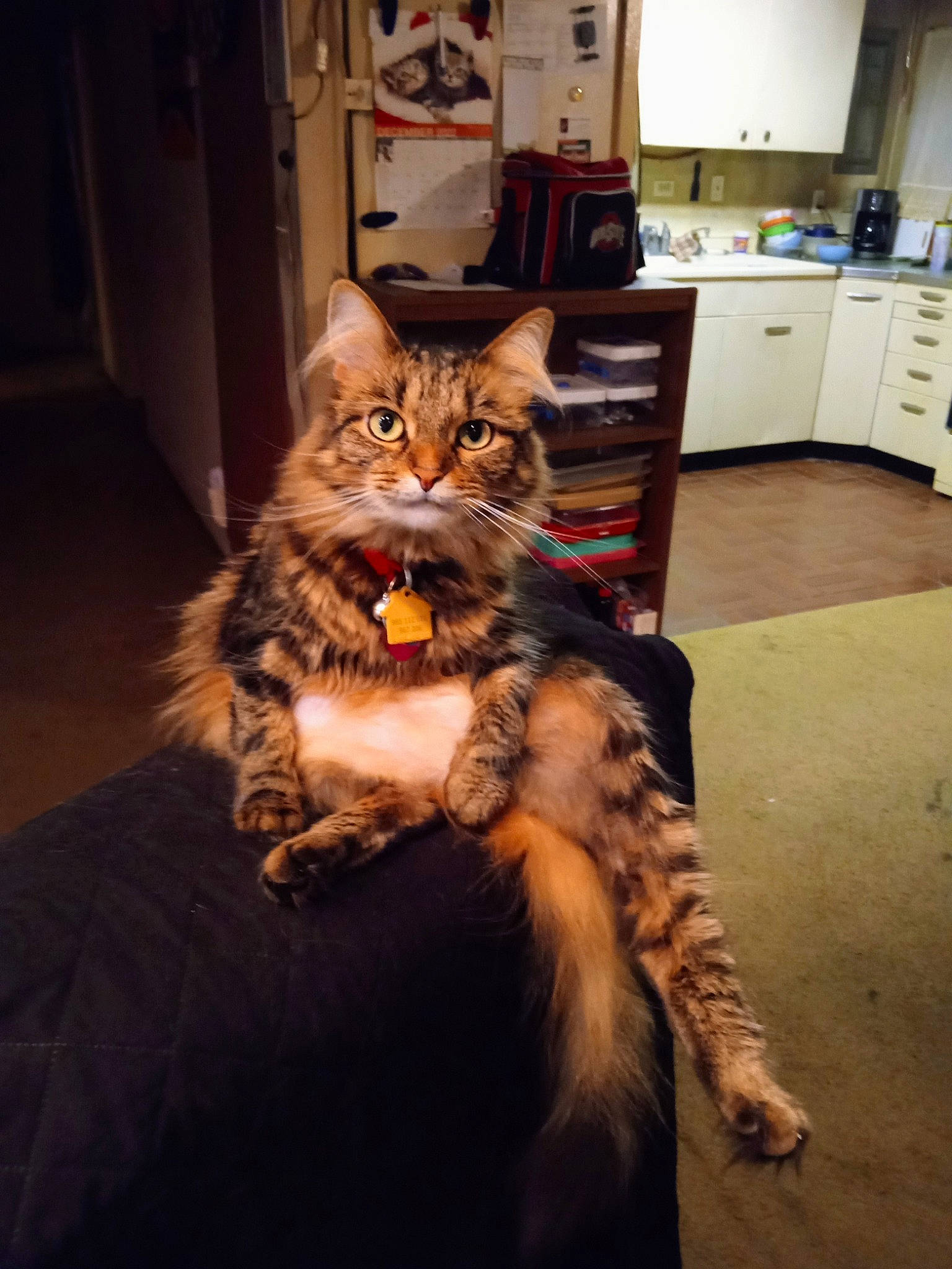 Ziggy is registered to the contest to win money with this photo: cabinetry, carnivore, cat, comfort, domestic_short_haired_cat, drawer, eye, felidae, floor, flooring, fur, hardwood, kitchen_appliance, lap, refrigerator, small_to_medium_sized_cats, snout, tail, whiskers, wood