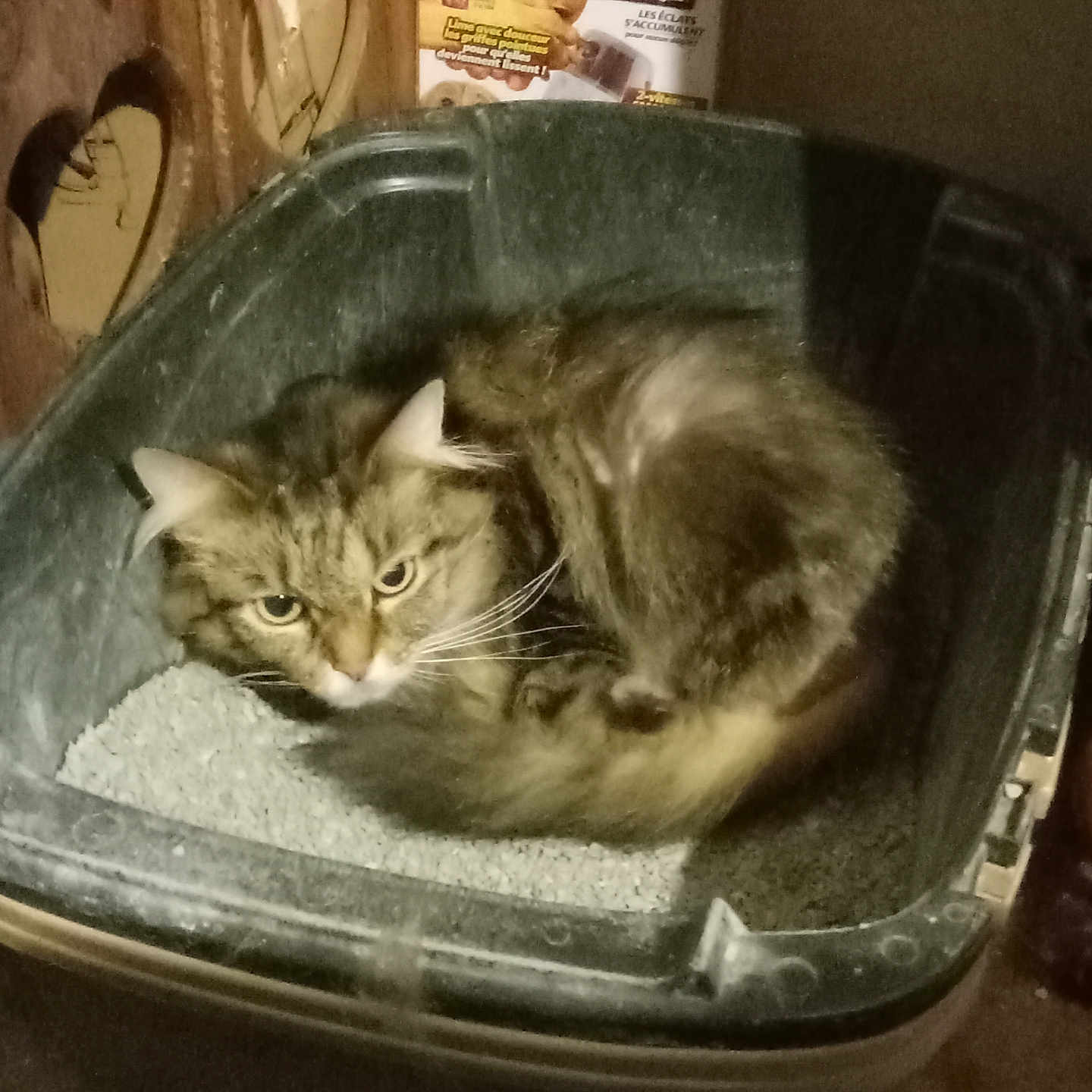 Ziggy is registered to the contest to win money with this photo: abyssinian, alloywheel, animal, bowl, box, car, carwheel, cat, kitten, machine, manx, pet, sink, spoke, tin, tire, transportation, tub, vehicle, wheel