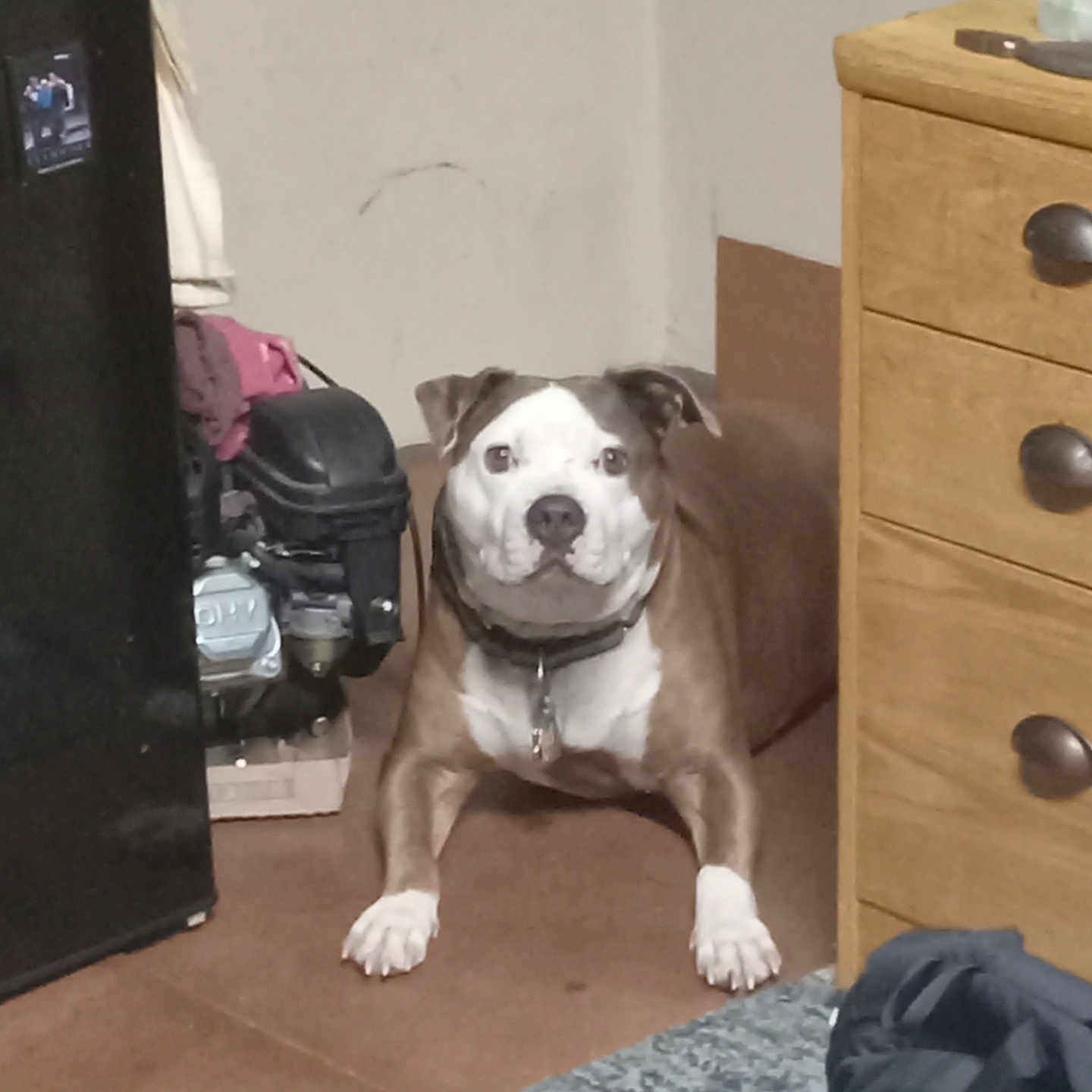 Sparky