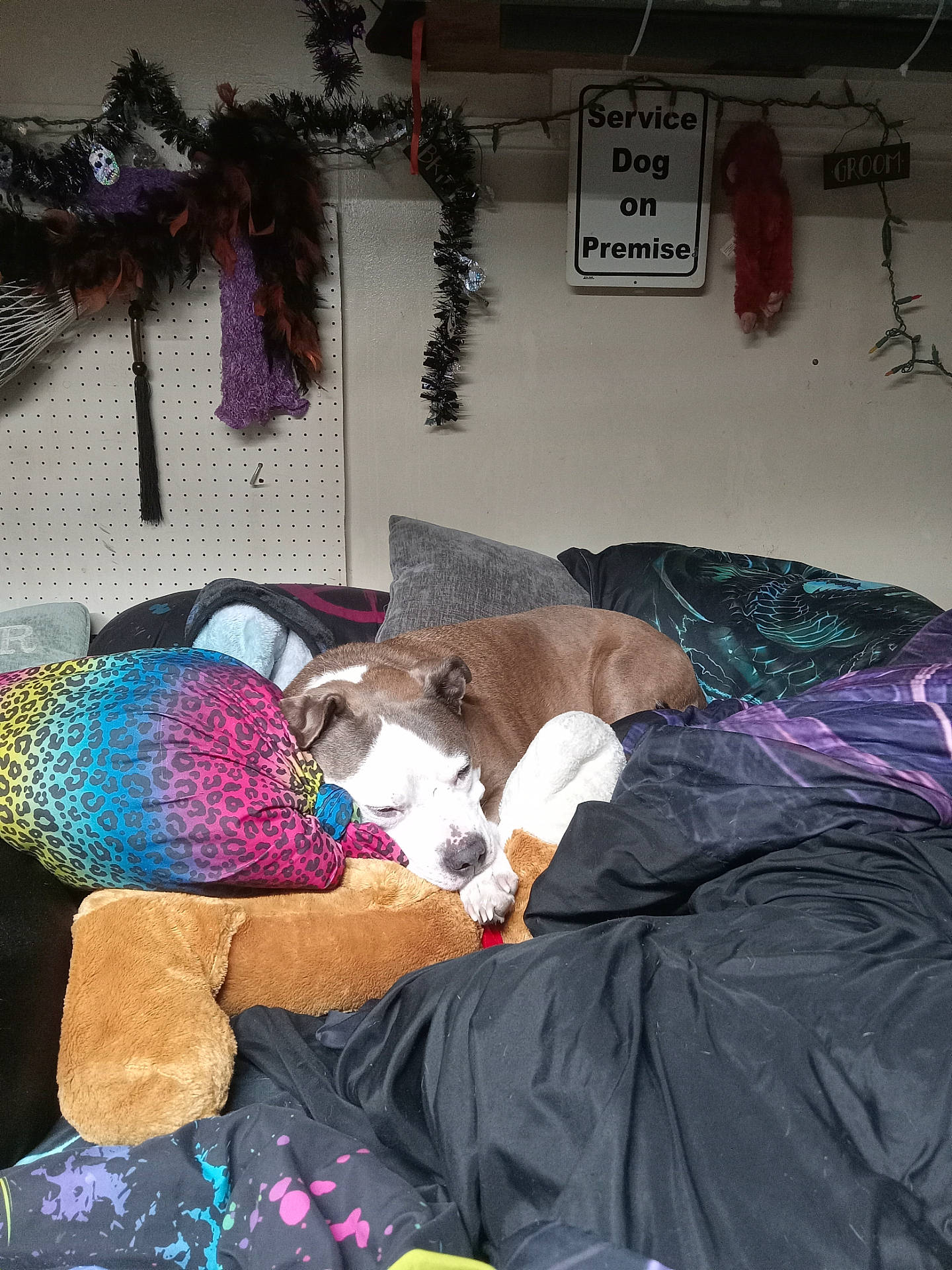 Sparky is registered to the contest to win money with this photo: animal, bed, blanket, boxer, bulldog, canine, child, clothing, couch, cushion, dog, female, furniture, girl, hat, homedecor, hound, indoors, person, pet