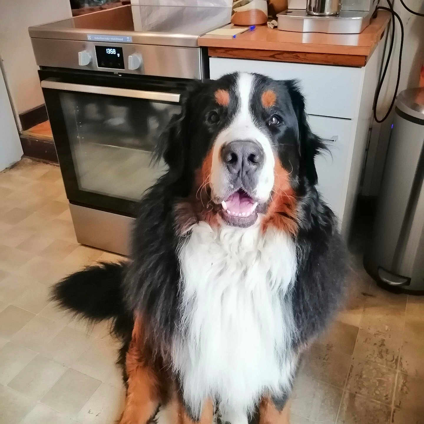 Yato participe au concours pour gagner de l'argent avec cette photo : animal, appliance, canine, device, dog, electricaldevice, furniture, hardwood, indoors, interiordesign, kitchen, microwave, oven, pet, puppy, racket, sport, tennis, tennisracket, wood