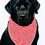 adorable, animal, bandana, black_dog, canine, close_up, companion, cute, dog, domestic_animal, friendly, fur, indoor, looking_at_camera, mammal, pet, portrait, red_and_white_stripes, sitting, studio_shot