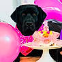 animal, balloon, bandana, birthday, black_dog, cake, candle, celebration, crown, cute, decorations, dog, festive, floor, indoor, labrador, party, pet, pink, ribbon