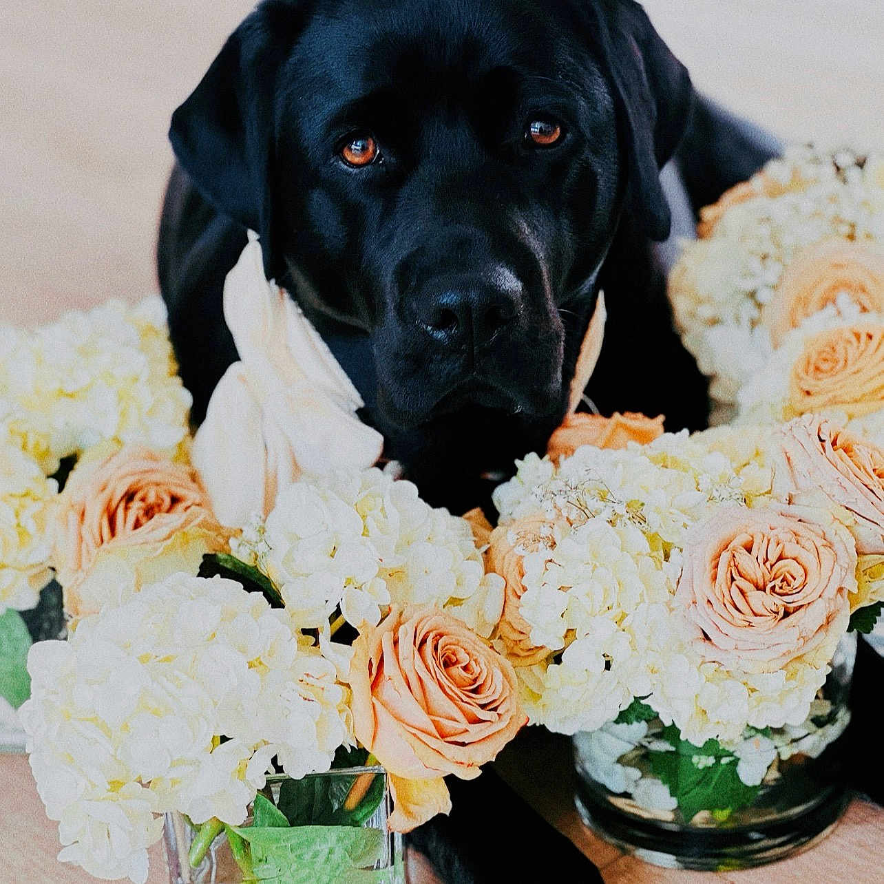 Ellie joined the competition — help win amazing prizes! animal, black_dog, bouquet, calm, close_up, cute, decor, dog, domestic_animal, floral_arrangement, flowers, hydrangeas, indoor, laying_down, nature, pet, roses, still_life, vase, wooden_floor