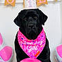 Ellie is registered to the contest to win money with this photo: animal, balloons, bandana, birthday, black_dog, celebration, crown, cute, decorations, dog, event, festive, happy, indoor, labrador, one_year_old, party, pet, pink, portrait