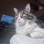 Munchies joined the competition — help win amazing prizes! cat, fluffy, green_eyes, pink_nose, white_fur, grey_fur, whiskers, close_up, indoor, living_room, leather, couch, pet, feline, relaxed, portrait, domestic, animal, sitting, home