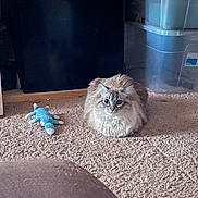 Faye is registered to the contest to win money with this photo: cat, fluffy, carpet, indoor, toy, plush_toy, storage_bin, pet, loaf_position, feline, wide_eyes, beige_carpet, home, floor, animal, cute, sitting, looking, domestic, cozy