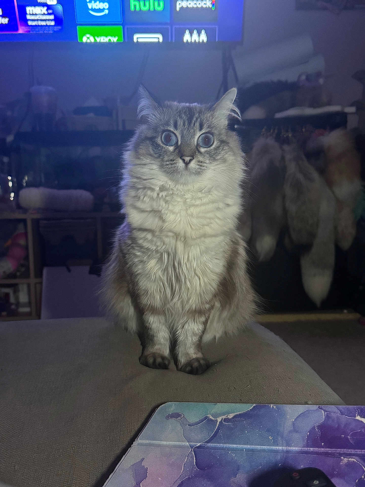 Faye is registered to the contest to win money with this photo: cat, fluffy, wide_eyes, sitting, couch, indoor, furniture, tv_screen, streaming_services, dim_lighting, furry_objects, curious, pet, animal, home, mammal, looking_at_camera, domestic_cat, soft_fur, close_up