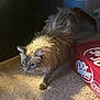 Faye joined the competition — help win amazing prizes! cat, feline, carpet, indoor, pet, animal, scruffy, wet_fur, box, dr_pepper, shadow, dim_light, walking, cautious, floor, domestic, curious, side_view, household, furry