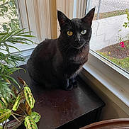 Rose is registered to the contest to win money with this photo: animal, black_cat, cat, cozy, curious, domestic, feline, garden_view, greenery, heterochromia, home, houseplants, indoor, natural_light, pet, plant_pot, portrait, sitting, window, wooden_surface