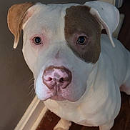 Mugsy is registered to the contest to win money with this photo: animal, boxer, bulldog, canine, dog, frenchbulldog, hardwood, hound, indoors, interiordesign, labradorretriever, pet, pitbull, plywood, pointer, puppy, snout, terrier, whitedog, wood