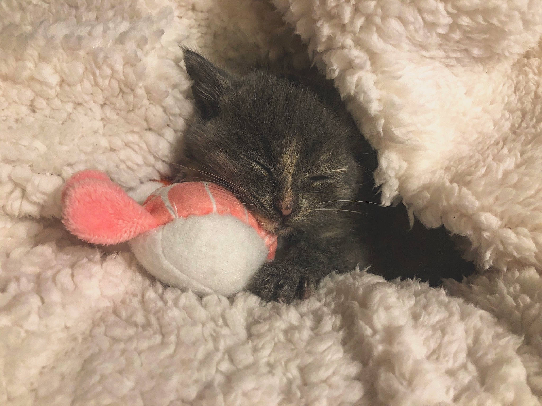 Dumpster joined the competition — help win amazing prizes! black_cat, carnivore, cat, claw, ear, fawn, felidae, fur, german_rex, kitten, nap, paw, polydactyl_cat, selkirk_rex, sleep, small_to_medium_sized_cats, tail, whiskers