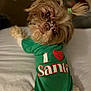 Gizzy Girl joined the competition — help win amazing prizes! dog, pet, green_shirt, text_on_clothing, bed, fur, cute, portrait, indoors, small_dog, looking_back, animal, canine, playful, hairstyle, curious, cozy, mammal, domestic_animal, resting