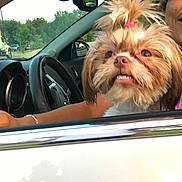Gizzy Girl is registered to the contest to win money with this photo: dog, car, person, window, steering_wheel, road, truck, pink_hair_tie, smile, fur, happy, outdoor, seat, hand, jewelry, nature, trees, daytime, transportation, vehicle