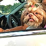 dog, car, person, window, steering_wheel, road, truck, pink_hair_tie, smile, fur, happy, outdoor, seat, hand, jewelry, nature, trees, daytime, transportation, vehicle