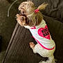 Gizzy Girl joined the competition — help win amazing prizes! dog, small_dog, white_fur, brown_fur, hair_clip, pet_clothing, shirt, text_on_shirt, sitting, looking_up, couch, indoor, furry, cute, adorable, pet, animal, companion, domestic_animal, brown_background