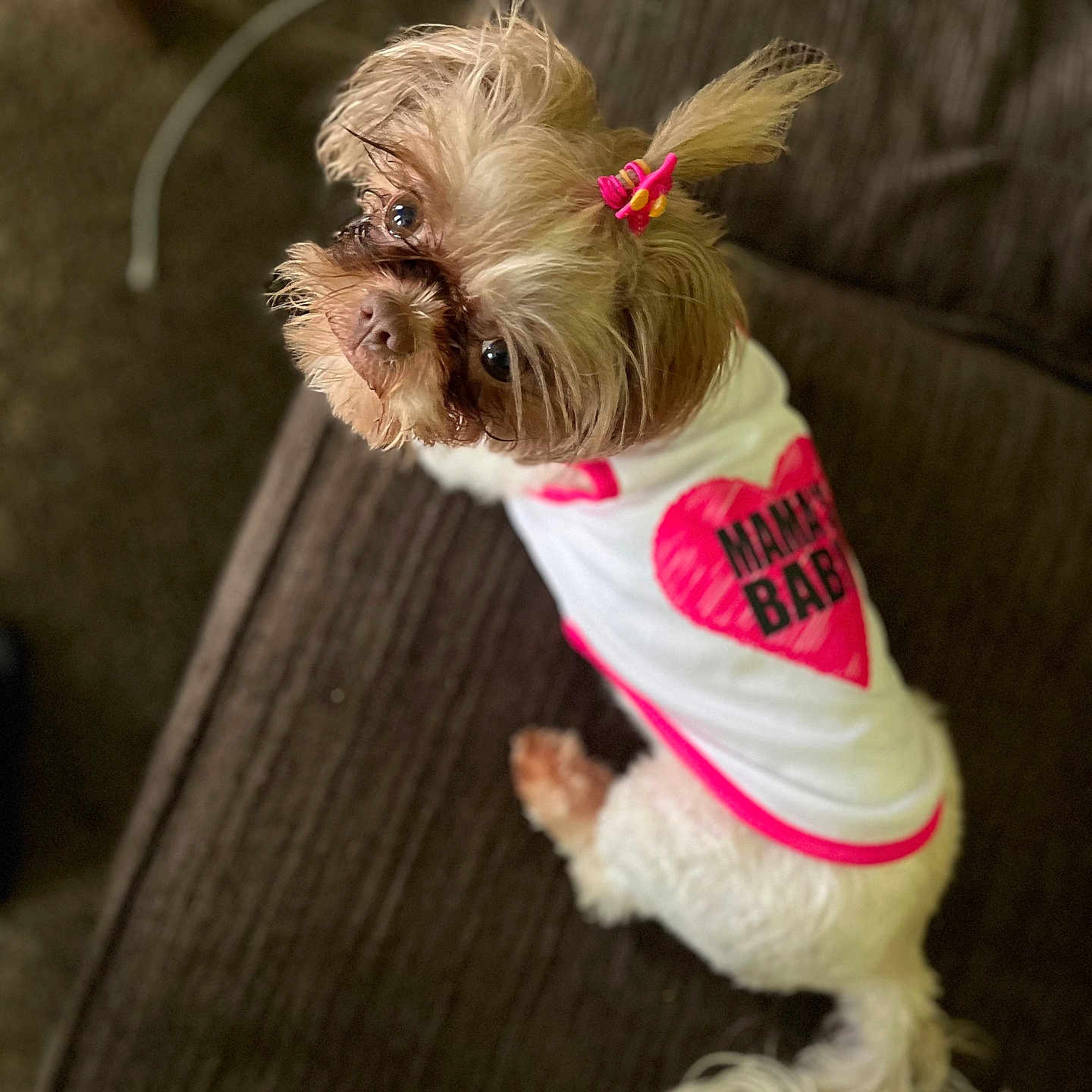 Gizzy Girl joined the competition — help win amazing prizes! adorable, animal, brown_background, brown_fur, companion, couch, cute, dog, domestic_animal, furry, hair_clip, indoor, looking_up, pet, pet_clothing, shirt, sitting, small_dog, text_on_shirt, white_fur