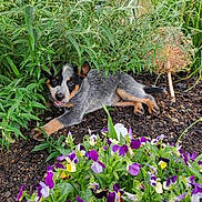 Queen is registered to the contest to win money with this photo: puppy, dog, garden, plants, flowers, soil, greenery, outdoor, nature, leafy_plants, purple_flowers, yellow_flowers, young_dog, pet, cute, playful, animal, smiling, resting, fur