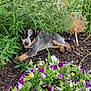 puppy, dog, garden, plants, flowers, soil, greenery, outdoor, nature, leafy_plants, purple_flowers, yellow_flowers, young_dog, pet, cute, playful, animal, smiling, resting, fur