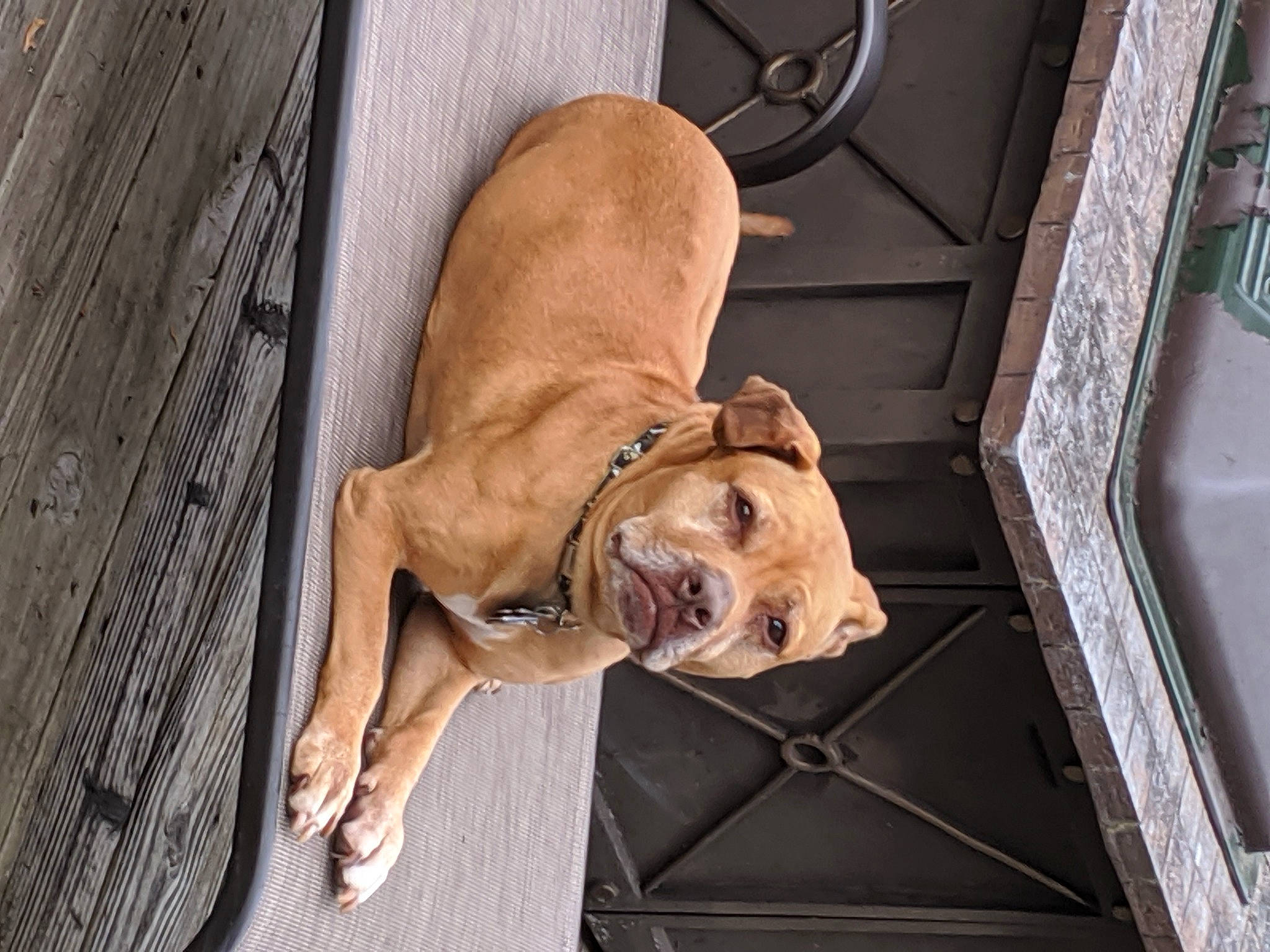 Annie is registered to the contest to win money with this photo: canidae, carnivore, companion_dog, dog, dog_breed, dog_collar, dog_supply, fawn, flooring, guard_dog, hardwood, liver, molosser, non_sporting_group, pet_supply, snout, sporting_group, wood, working_animal, working_dog