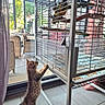 animal_interaction, bird, birdcage, cat, colorful_bird, curious, curtain, daylight, home, indoor, kitten, natural_light, patio, pawing, pet, playful, standing, tile_floor, wicker_furniture, window
