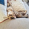 Ghibli participe au concours pour gagner de l'argent avec cette photo : animal, cat, couch, cozy, curious, cute, denim, feline, fur, home, indoor, kitten, pet, pillows, relaxed, resting, soft_texture, tabby, upside_down, whiskers