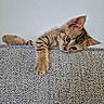 Ghibli a rejoint le concours — aidez-le/la à gagner de superbes lots ! animal, blue_eyes, cat, curious, cute, ears, fabric, fur, gray, indoor, kitten, lying_down, paw, pet, resting, small, tabby, texture, whiskers, young