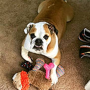 Juicy is registered to the contest to win money with this photo: dog, bulldog, pet, toy, plush_toy, carpet, indoor, paw, chewing, sneakers, face, eyes, teeth, brown_fur, white_fur, cute, playful, floor, closeup, looking_up