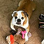 dog, bulldog, pet, toy, plush_toy, carpet, indoor, paw, chewing, sneakers, face, eyes, teeth, brown_fur, white_fur, cute, playful, floor, closeup, looking_up
