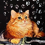 Mishka joined the competition — help win amazing prizes! cat, orange_cat, fluffy, long_hair, feline, pet, animal, portrait, sitting, blanket, fabric, cozy, indoors, black_background, paw_prints, whiskers, ears, eyes, looking_at_camera, relaxed