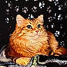 cat, orange_cat, fluffy, long_hair, feline, pet, animal, portrait, sitting, blanket, fabric, cozy, indoors, black_background, paw_prints, whiskers, ears, eyes, looking_at_camera, relaxed