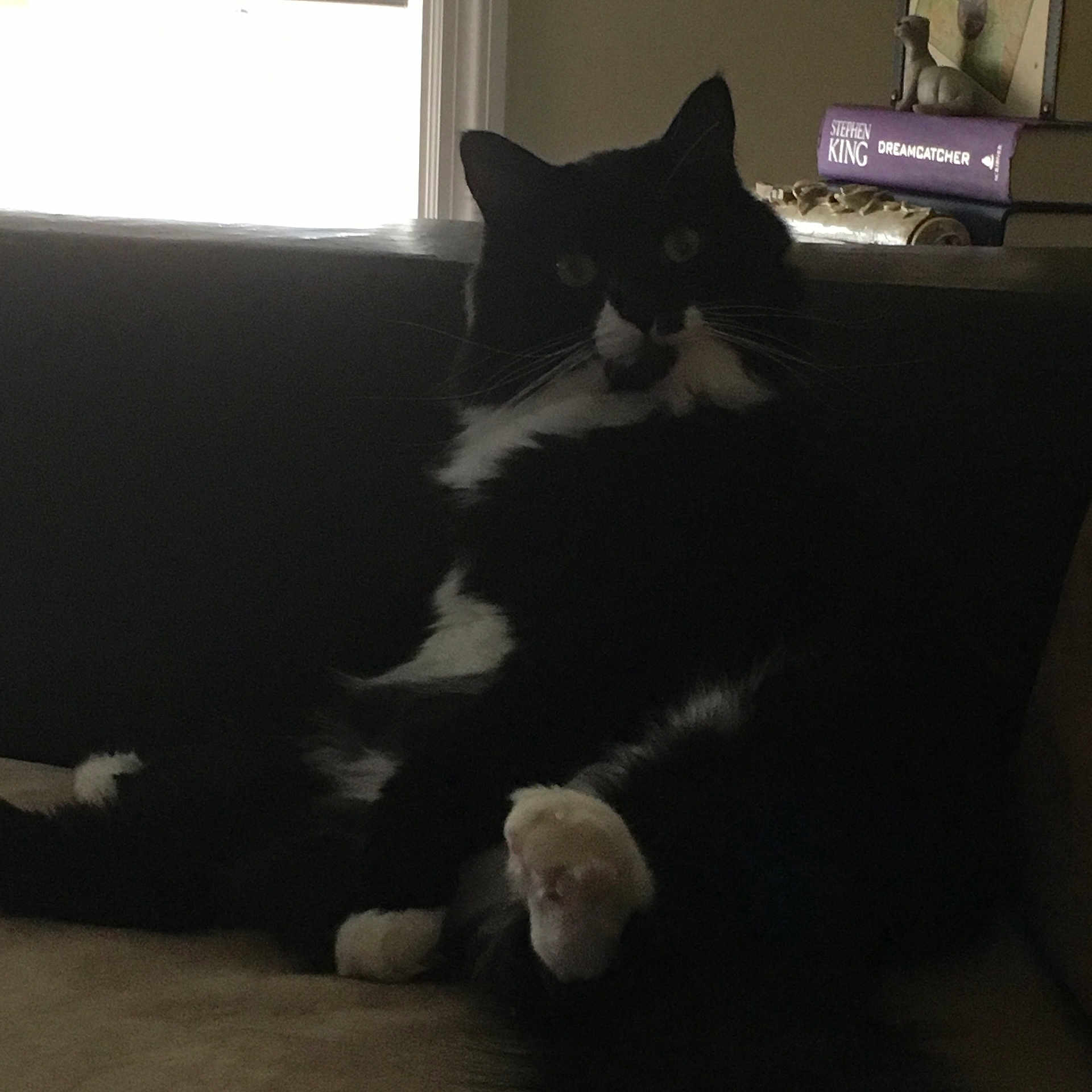 Meeko is registered to the contest to win money with this photo: black, black_cat, carnivoran, cat, cat_like_mammal, fur, kitten, mammal, paw, small_to_medium_sized_cats, tail, vertebrate, whiskers