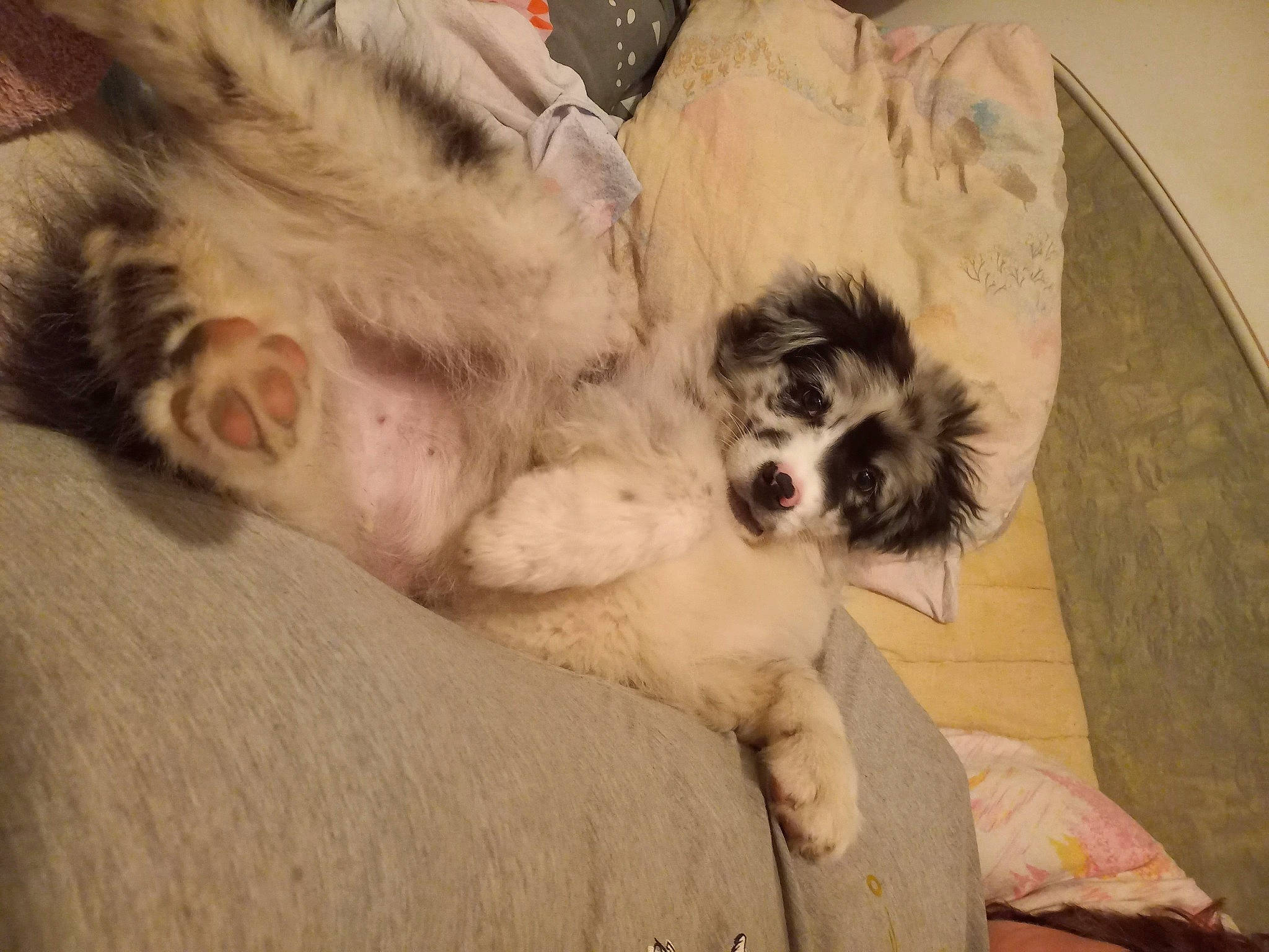 Asterix participe au concours pour gagner de l'argent avec cette photo : bored, canidae, carnivore, comfort, companion_dog, dog, dog_breed, dog_supply, fur, mal_shi, nap, non_sporting_group, paw, small_terrier, snout, sporting_group, terrier, toy_dog, whiskers, working_animal