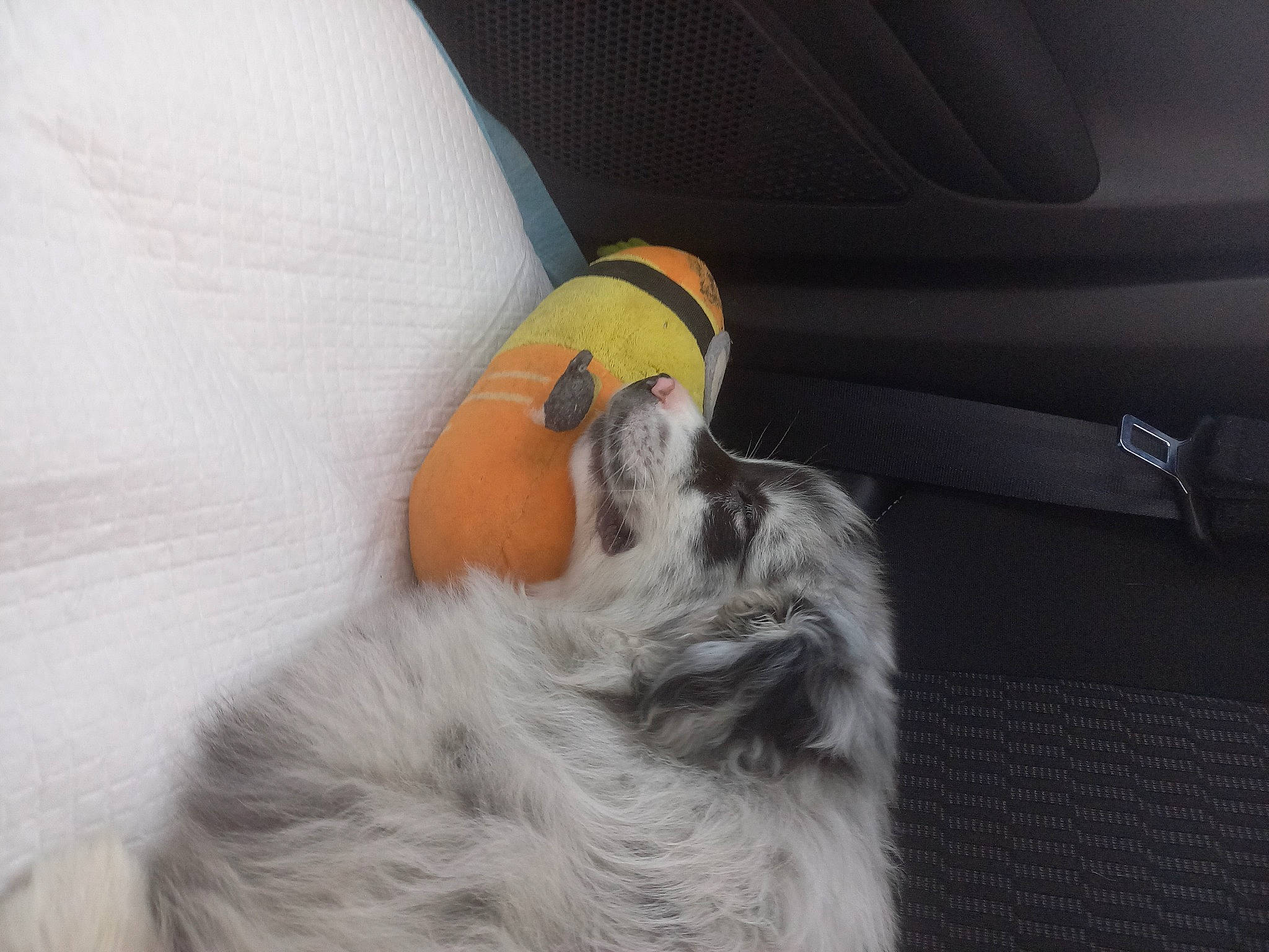 Asterix a rejoint le concours — aidez-le/la à gagner de superbes lots ! canidae, car_seat, car_seat_cover, carnivore, comfort, companion_dog, couch, dog, dog_breed, felidae, fur, paw, schnauzer, small_to_medium_sized_cats, snout, sporting_group, tail, vehicle_door, whiskers, working_animal