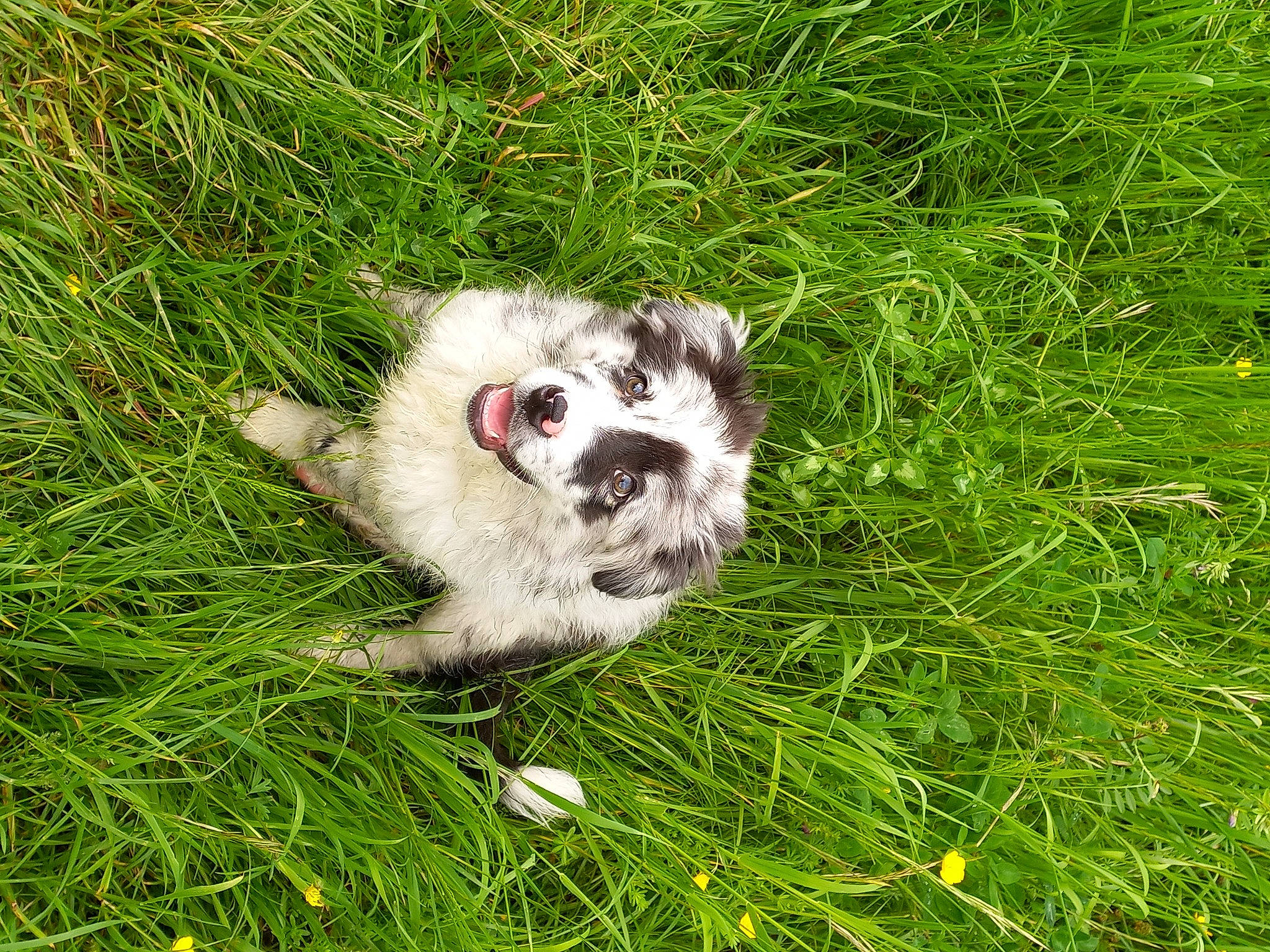 Asterix a rejoint le concours — aidez-le/la à gagner de superbes lots ! canidae, carnivore, companion_dog, dog_breed, fawn, fur, grass, grassland, groundcover, non_sporting_group, paw, plant, prairie, snout, sporting_group, tail, terrestrial_animal, terrier, toy_dog, whiskers