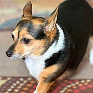 Stormy is registered to the contest to win money with this photo: alert, animal, black_fur, brown_fur, canine, carpet, close_up, cute, dog, domestic_animal, ears, focused, fur, indoor, patterned_carpet, pet, side_view, small_dog, walking, white_fur