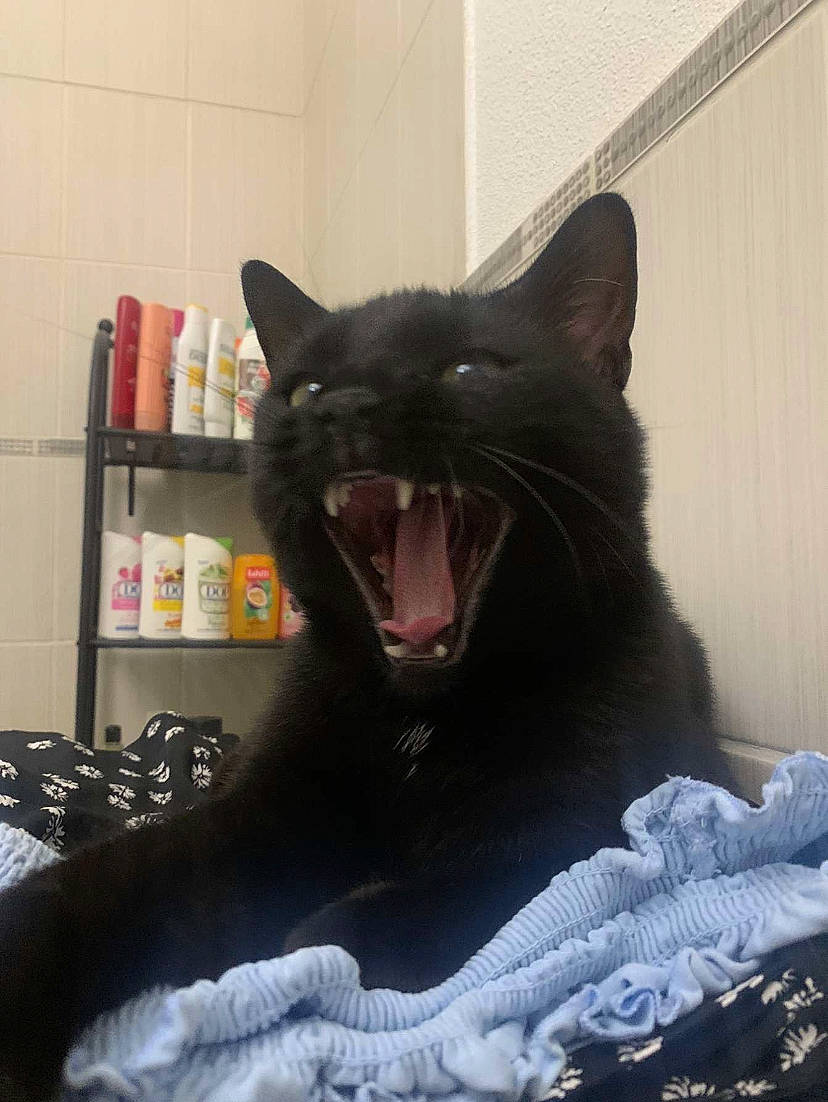 Slim a rejoint le concours — aidez-le/la à gagner de superbes lots ! black_cat, bombay, carnivore, cat, comfort, domestic_short_haired_cat, eye, fang, felidae, fur, grey, jaw, paw, roar, shelf, small_to_medium_sized_cats, snout, tail, whiskers, yawn