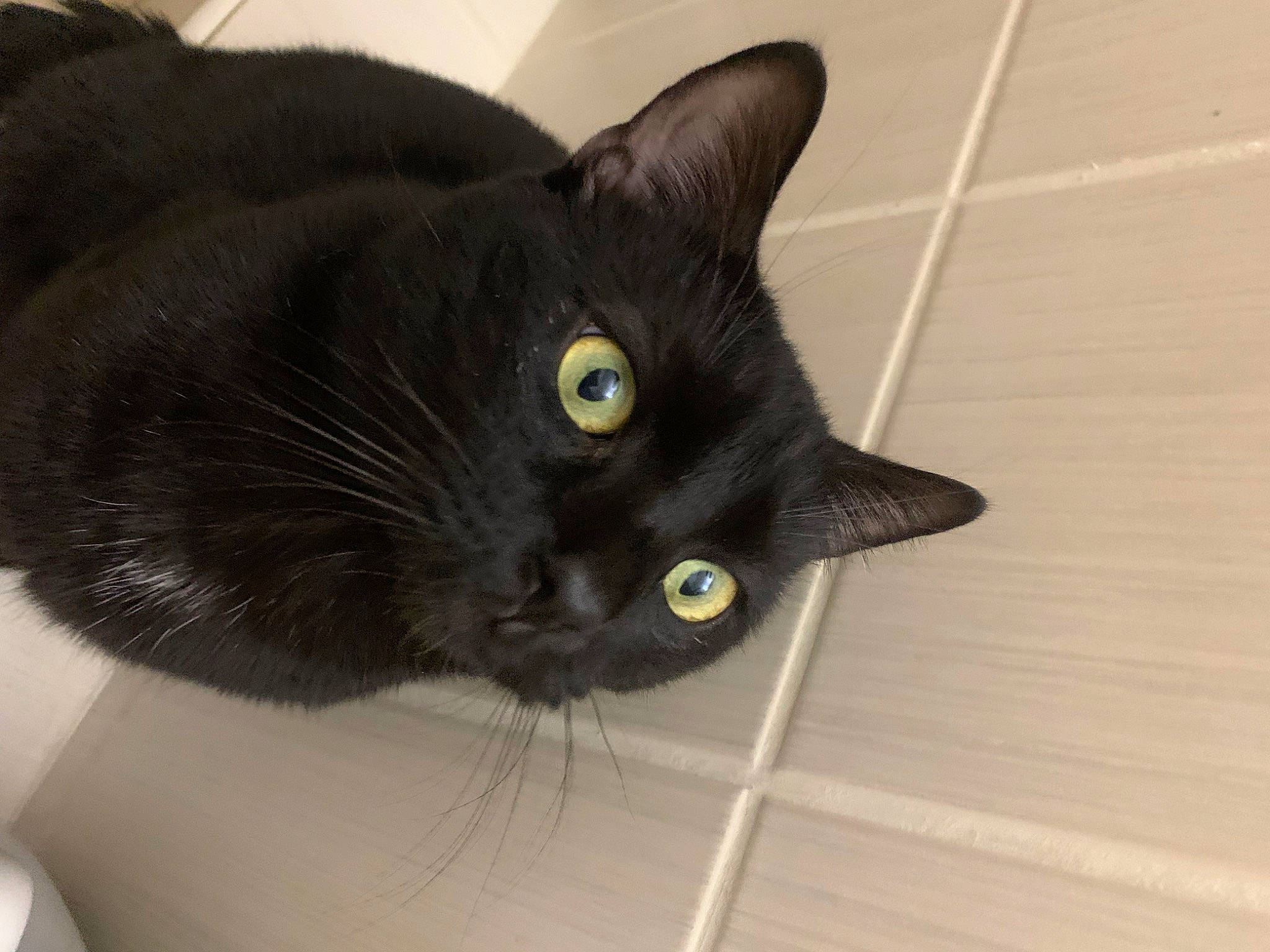 Slim a rejoint le concours — aidez-le/la à gagner de superbes lots ! black_cat, bombay, carnivore, cat, comfort, domestic_short_haired_cat, felidae, fur, havana_brown, plant, small_to_medium_sized_cats, terrestrial_animal, whiskers